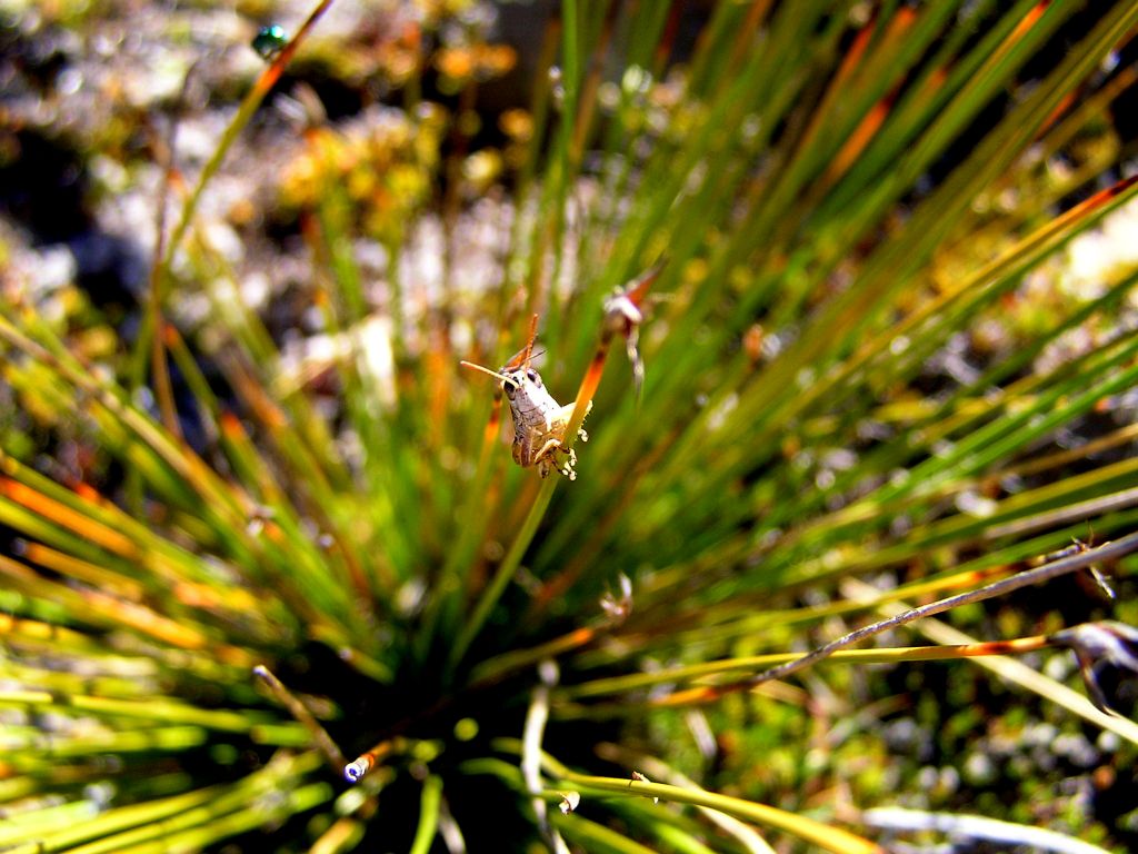 Small grasshopper on buttongrass in Walls of Jerusalem National Park Tasmania, Australia